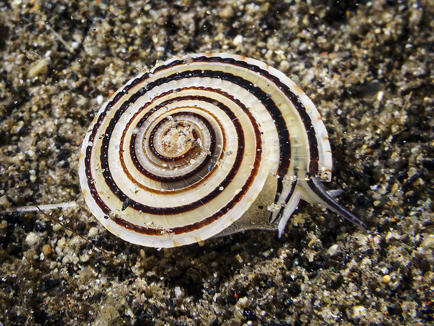 Architectonica perspectiva